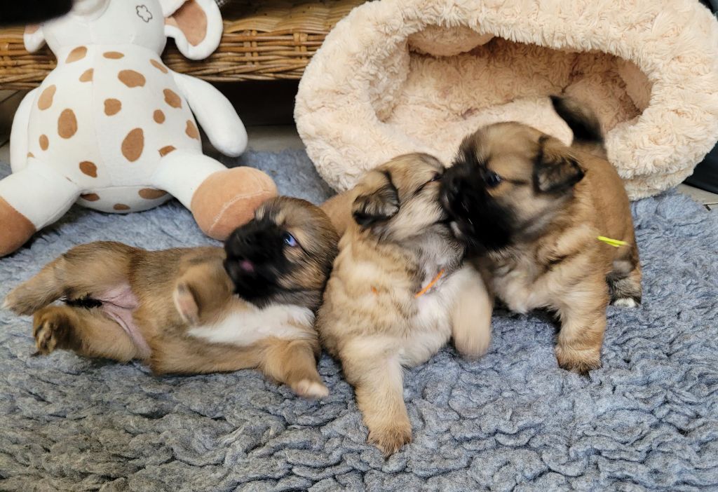Chiots femelles disponibles 