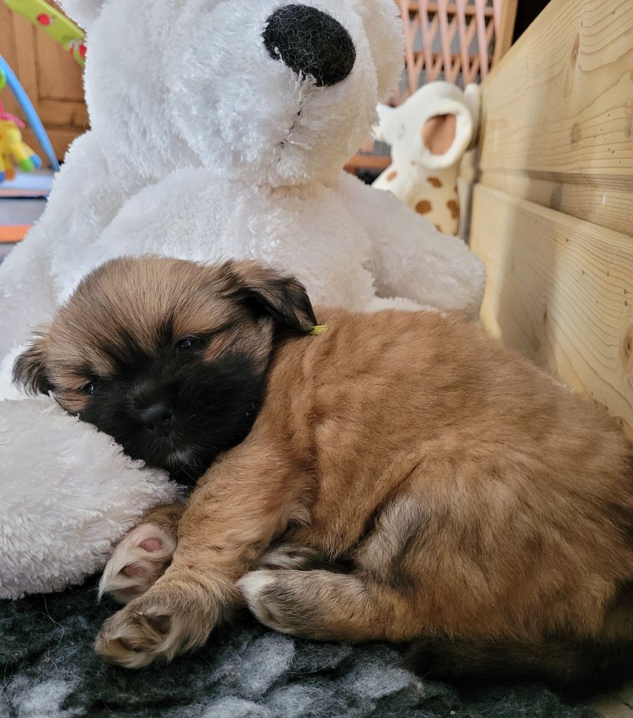Lon Tibbys Du Val De Sée - Chiots disponibles - Epagneul tibetain