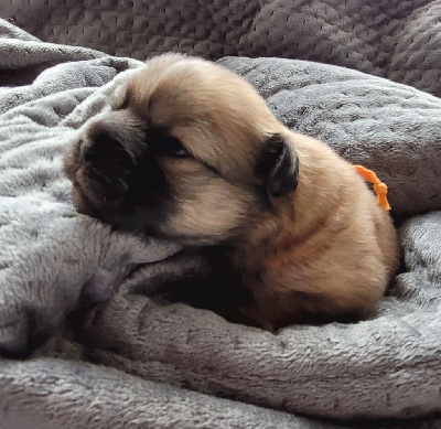 CHIOT 2